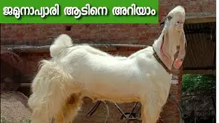 Best goat breeds for milk &meat in india jamnapari ജമുനാപ്യാരിയ അറിയാം