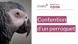 Contention d'un perroquet : on vous explique tout !