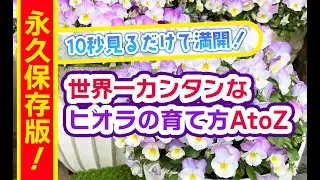 永久保存版！世界一カンタンなビオラの育て方 AtoZ