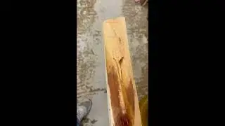 English Yew Bow Stave A | 54