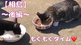 猫の島『相島』訪問レポート🐱💕〜後編〜#straycat #cat #野良猫 #猫島
