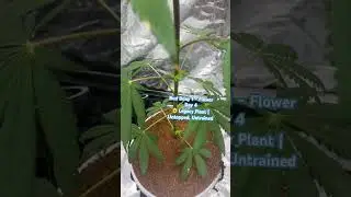 &ldquo;This is Day 4 of flower &mdash; no training. Just pressure.&rdquo;