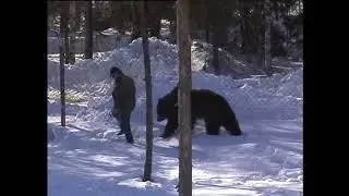 Aitojen tarkastusta karhujen kanssa.