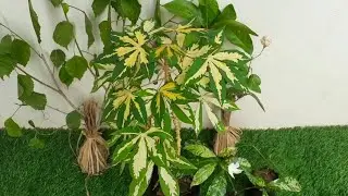 New plants shopping with prices || Plants🪴 shopping haul - Very Cheap  Prices