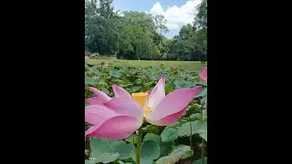 REVIEW TERBARU KEBUN RAYA BOGOR ...PAS HARI NATAL,KAMIS 25 DESEMBER 2025