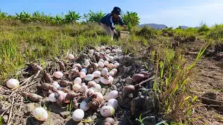 Best unique fishing! catch a lot of crabs and pick duck eggs at rice field by hand skill