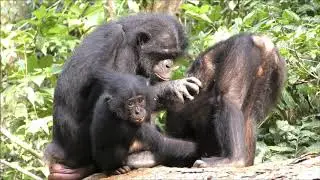 How Cute Wild Bonobos are! Mother and Infants Social Play of Tickling!