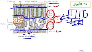 الأوراق للصف التاسع - أحياء