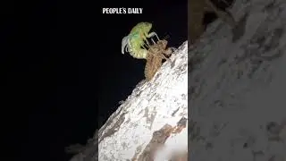 Incredible close-up of cicada shedding!