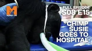Chimp Susie Has An Inoperable Heart Condition | Season 8 Episode 15 | Full Episode | Monkey Life