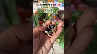 #youtube #plantperfect #youtubeshorts #garden #gardening #plants #flower #trending #trendingshorts