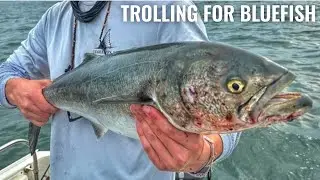 Catching Bluefish on the Troll | Martha's Vineyard