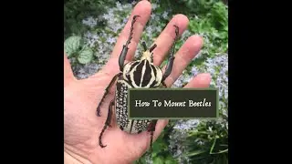 How to mount a beetle