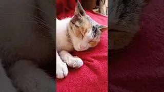 #cat #pets this video for CAT Honours and lovers lovely cat short video