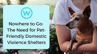 Nowhere to Go: The Need for Pet-Friendly Domestic Violence Shelters