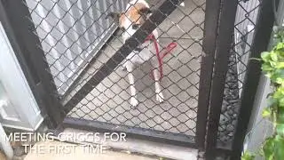 Houston Lab Grace Needs Help