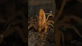 Scorpions don't mess around at lunch time. #scorpion #spider #tarantula