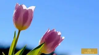 174 Hz 🌸 PEACEFUL morning music 🌸 Feel GRATITUDE and RELAX