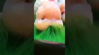 Ranchu Goldfish Gendut Dan Suka Makan #ikanmaskoki #ranchu #ranchu_goldfish #ranchugoldfish