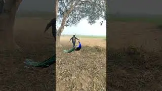 VTR Wildlife peacock 🦚 real life 🦚#vtr #vtrjungle #real