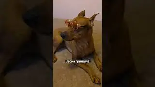 #life#pets#життя#україна#funny#собака#цвергпінчер#весна#вірші#dog#doglife#doglover#funnypets#spring