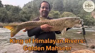 Unbelievable! Three Golden Mahseer Hooked in Minutes in Himachal Pradesh, India