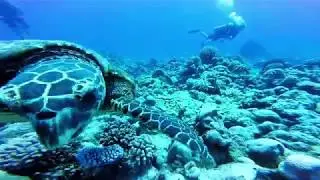 Pacific Divers