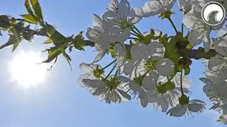 Arc North - Sweet Sunshine