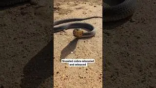 Snouted Cobra release. #animal #snakerescue #snake