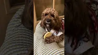 #teddy#doodle #cavapoodog #therapy #snacking #cutedog