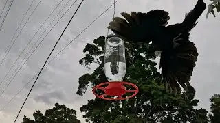Tui Taste testing New Nectar Feeder 