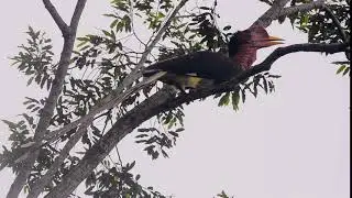 Helmeted Hornbill (Rhinoplax vigil) with natural sound