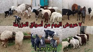 ٧ عروض اليوم من أسواق المزرعة تشكيله جميلة جدا من الغنم والماعز بتاريخ ٢٠٢٥/٢/٢٥
