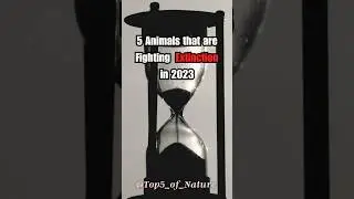 5 Animals on the Edge of Extinction in 2023