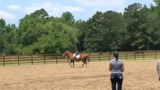 Dressage suitability wtc clearview farms