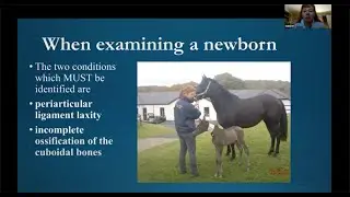 Angular limb deformities (ALDs) and flexural deformities (FD) in foals