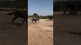 Horse Puskar Mela #shortsvideo #viralvideo