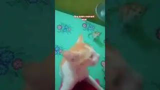 wow masha allah nice moment #ytviral #cats#cat#catlovers#explorepage#mycat#meowmoe#catsworld#kittytv