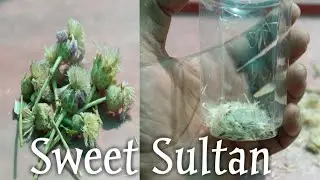 How to Collect Sweet Sultan / Amberboa moschata Seeds