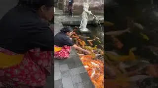 Bali picture collections #followforfollowback #balivacation #tour #bali #holiday