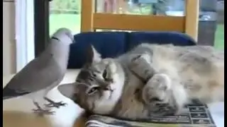 estoir de chat
