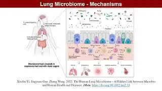 iMeta | The human lung microbiome&mdash;A hidden link between microbes and human health and diseases