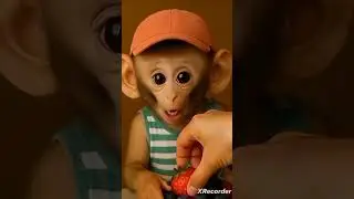little Monkey boy Eating fruits 😋 #monkeybaby #cute #monkey #monkeybabies