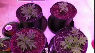 Ethos seeds under Black Dog Phyto Maxx 2 1st Day Veg 2-15-21