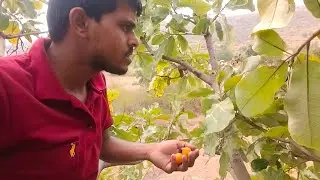 climbing on berry tree fruit ate