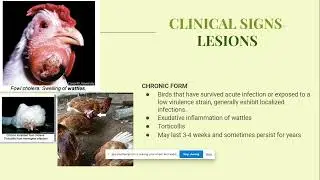 PASTEURELLOSIS/ FOWL CHOLERA in POULTRY