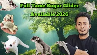 Full Tame Sugar Glider Available 2026 | Sugar Glider Price In Bangladesh | Sugar Glider Baby Price 