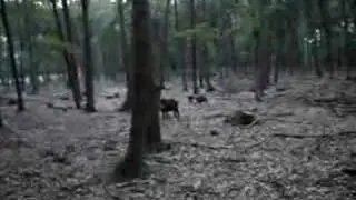my dad, the hog-whisperer