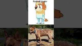 Bluey Characters In Real Life Part 3 : Heeler Family #3 #shorts #bluey