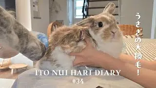 うさぎの大換毛！